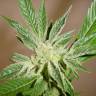семена конопли феминизированные White Russian feminised Serious Seeds