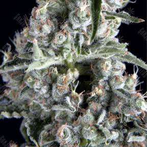 Boca Negra feminised Trikoma Seeds