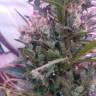 Медицинские сорта марихуаны Auto Afghani №1 feminised GanjaLiveSeeds