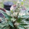 Качественные семена конопли Auto Afghani №1 feminised GanjaLiveSeeds