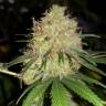семена конопли медицинской Auto Bubblelicious regular