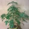 семена конопли элитных сортов Auto Bubblelicious regular