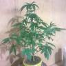 семена конопли аутдор Auto Bubblelicious regular