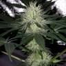 семена конопли в интернете Auto Bubblelicious regular