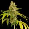 качественные семена конопли OG Kush feminised качественные семена конопли OG Kush feminised