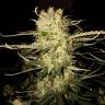 семена конопли в оригинальных упаковках OG Kush feminised семена конопли в оригинальных упаковках OG Kush feminised