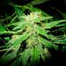 семена конопли OG Kush feminised семена конопли OG Kush feminised