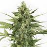 конопля с ароматом сыра Auto Sweet Cheese feminised