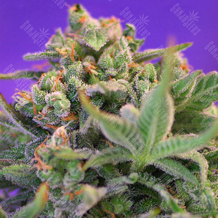 семена конопли в оригинальных упаковках Auto Sweet Cheese feminised