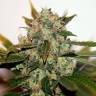 заказ семян конопли Спб White Skunk #1 feminised