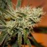 семена конопли Россия White Skunk #1 feminised
