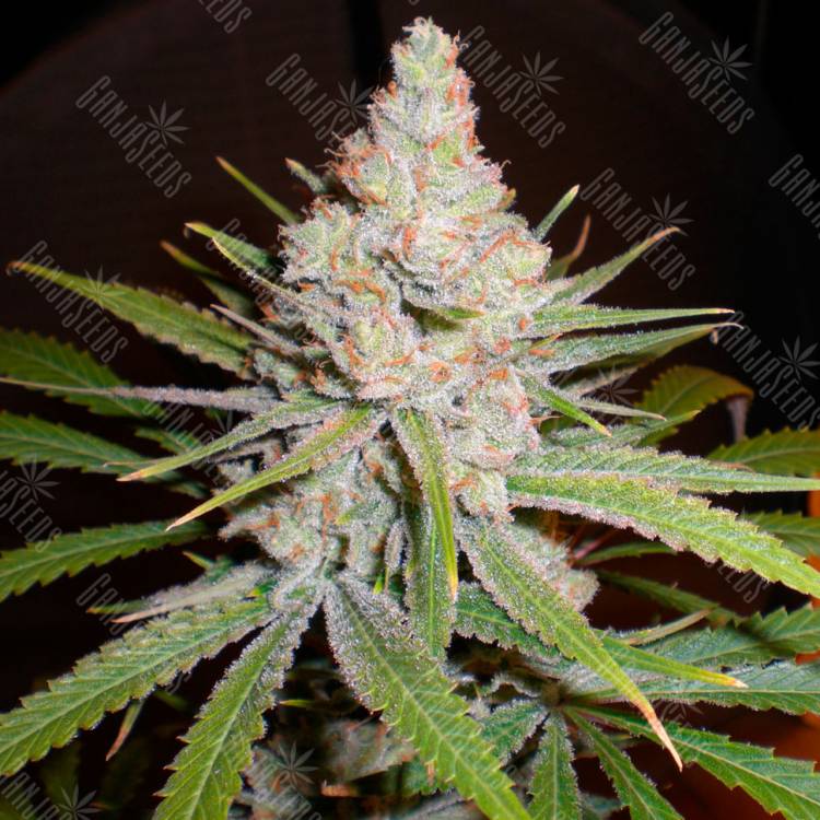 семена культурной конопли купить White Skunk #1 feminised