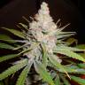 семена культурной конопли купить White Skunk #1 feminised