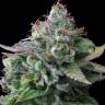 гибридные семена конопли White Widow CBD feminised