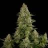 сбд семена конопли White Widow CBD feminised