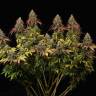 купить семена конопли белая акула White Widow CBD feminised