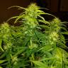 семена конопли для выращивания CBD White Widow feminised