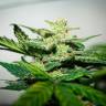 купить семена конопли Auto Talas feminised Bang Seeds