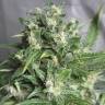 семена конопли f1 в оригинальной упаковке Point of No Return x Lowryder (Point) regular Ganja Seeds семена конопли f1 в оригинальной упаковке Point of No Return x Lowryder (Point) regular Ganja Seeds