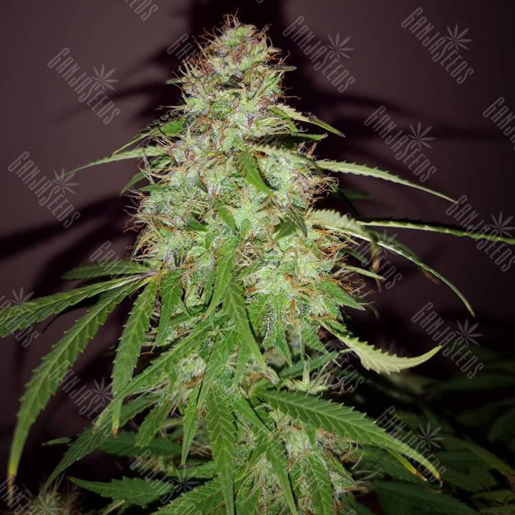 заказать качественные семена конопли Quick London regular Ganja Seeds заказать качественные семена конопли Quick London regular Ganja Seeds