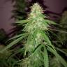 где можно заказать семена конопли Quick London regular Ganja Seeds где можно заказать семена конопли Quick London regular Ganja Seeds