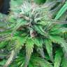 семена конопли марихуаны Auto Blue Mammoth feminised Barneys Farm