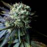 качественные сорта конопли Dinamed CBD feminised Dinafem Seeds