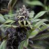 семена конопли от производителя Dinamed CBD feminised Dinafem Seeds