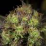 семена конопли в упаковке динафем Dinamed CBD feminised Dinafem Seeds