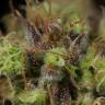 интернет магазин семян конопли Dinamed CBD feminised Dinafem Seeds
