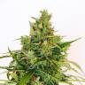 семена конопли сорта сатива Amnesi-K Lemon feminised Kannabia Seeds семена конопли сорта сатива Amnesi-K Lemon feminised Kannabia Seeds
