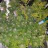 семена конопли медицинской Super Skunk feminised Nirvana Seeds