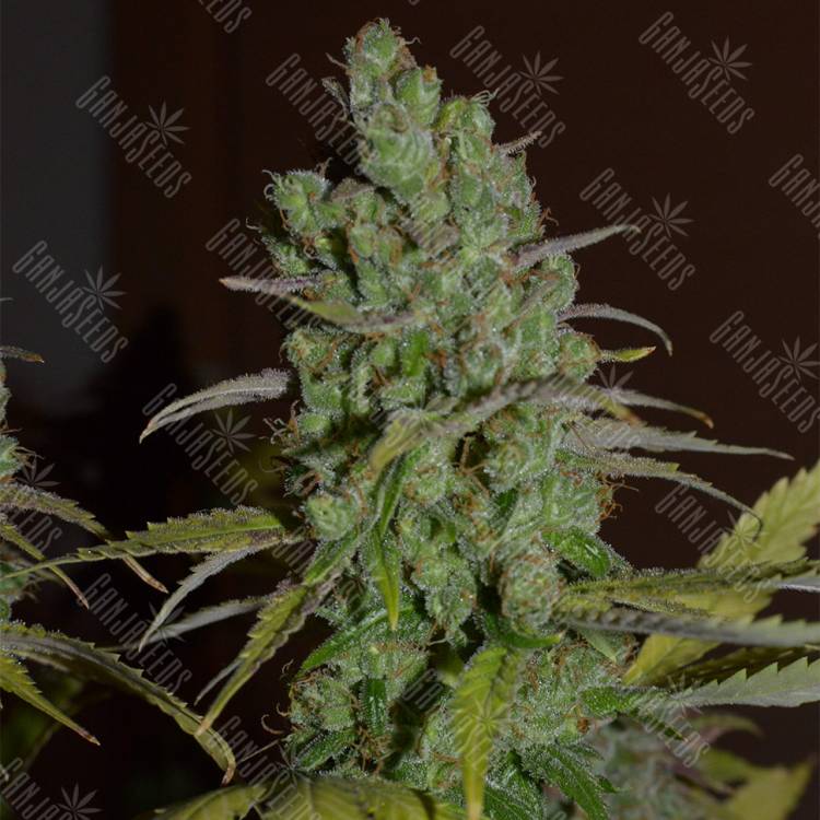семена конопли феминизированные Orange Candy (Naranchup) feminised Philosopher Seeds семена конопли феминизированные Orange Candy (Naranchup) feminised Philosopher Seeds