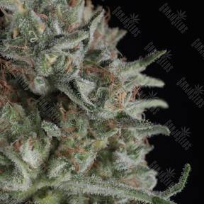 Critical Plus feminised Trikoma Seeds