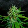хорошие семена конопли Auto Jack Herer feminised GanjaLiveSeeds