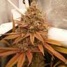Colombian Gold regular Ganja Seeds