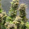 купить семена конопли с доставкой Amnesia Haze feminised