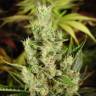 купить семена конопли Amnesia Haze feminised