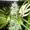 урожайные семена конопли Puta Madre Kush feminised