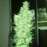семена конопли аутдор Satori regular Mandala Seeds семена конопли аутдор Satori regular Mandala Seeds
