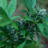 семена конопли в России Auto Talgar feminised Bang Seeds семена конопли в России Auto Talgar feminised Bang Seeds