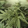 качественные семена конопли Point of No Return x Lowryder regular Ganja Seeds