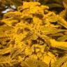 хорошие семена конопли Red Dragon regular Ganja Seeds хорошие семена конопли Red Dragon regular Ganja Seeds