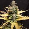 семена конопли аутдор Auto Critical Kush feminised Barneys Farm семена конопли аутдор Auto Critical Kush feminised Barneys Farm