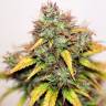 семена конопли элитных сортов Auto Kush feminised