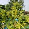 семена конопли аутдор Auto Kush feminised