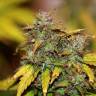 семена конопли скороспелый купить Auto Kush feminised