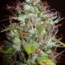 семена конопли гидропоники Auto Kush feminised