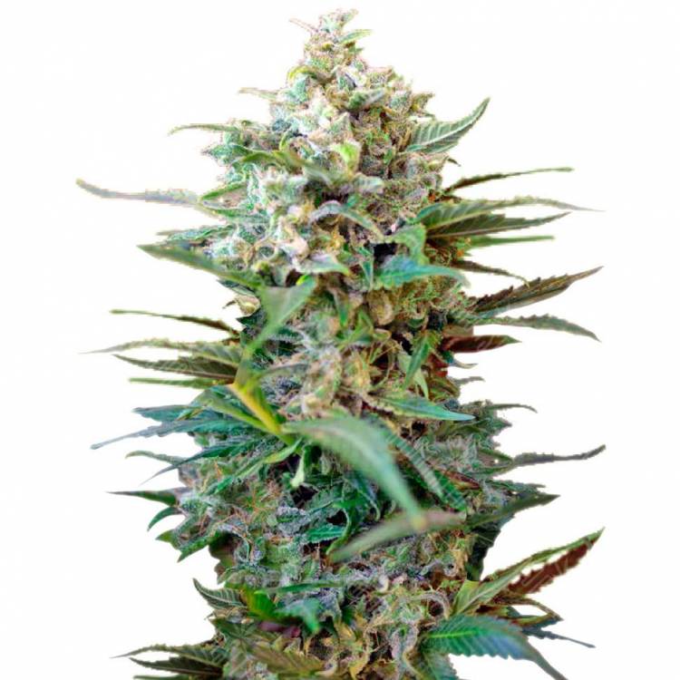 Семена конопли Auto Big Devil XL feminised GanjaLiveSeeds
