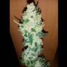 Качественные семена марихуаны Auto Big Devil XL feminised GanjaLiveSeeds